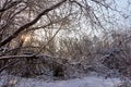 Bare branches of a deciduous tree covered with snow and ice crystals and winter sun background. Winter pattern with tree branch Royalty Free Stock Photo