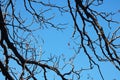 BARE BRANCHES OF JAPANESE RAISIN TREE AGAINST BLUE SKY IN WINTER