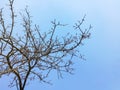 Bare branches without leaf of old tree against blue sky with clouds. Leafless tree branches. Copy space Royalty Free Stock Photo