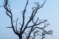 Leafless branches of old oak over clear blue sky.