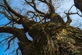 Huge trunk and leafless branches of the ancient oak-tree in early spring.