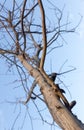 Bare branches of an old tree in nature Royalty Free Stock Photo