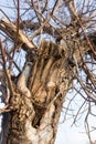 Bare branches of an old tree in nature Royalty Free Stock Photo