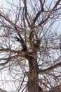 Bare branches of an old tree in nature Royalty Free Stock Photo