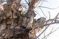 Bare branches of an old tree in nature Royalty Free Stock Photo