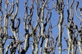 Bare Branches over Blue Sky