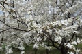 Bare branches of plum with lots of white flowers in April Royalty Free Stock Photo