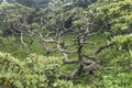 bare branches of rhododendron tree