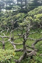 bare branches of rhododendron tree