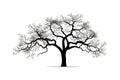 Bare branches of sessile oak tree against sky silhouette. Vector illustration desing