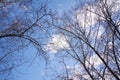 Bare branches of several trees against a blue sky with white clouds, closeup Royalty Free Stock Photo