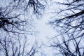 Bare Branches and Sky