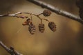 Bare branches with small cones on blurred sepia background Royalty Free Stock Photo
