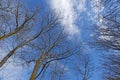 Bare branches of a tree against a blue sky with clouds Royalty Free Stock Photo