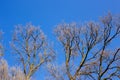 Bare branches of a tree against blue sky Royalty Free Stock Photo