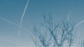 Bare branches of a tree against a blue sky, with streaks of contrails from airplanes. Royalty Free Stock Photo