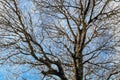 Snow falling on the bare branches of a tree against a blue sky. Royalty Free Stock Photo