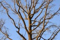 Bare branches of a tree. Branches without leaves against the blue sky Royalty Free Stock Photo