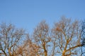 Bare branches of a tree. Branches without leaves against the blue sky Royalty Free Stock Photo