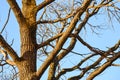 Bare branches of a tree. Branches without leaves against the blue sky Royalty Free Stock Photo
