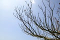 Bare branches of a tree. Royalty Free Stock Photo