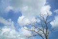 Bare branches of a tree - Branches without leaves against the blue sky Royalty Free Stock Photo