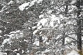 bare branches of a tree with a lot of snow Royalty Free Stock Photo