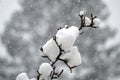 bare branches of a tree with a lot of snow Royalty Free Stock Photo