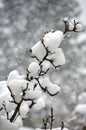 bare branches of a tree with a lot of snow Royalty Free Stock Photo