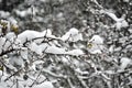 bare branches of a tree with a lot of snow Royalty Free Stock Photo