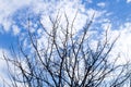 Bare branches of a tree in nature Royalty Free Stock Photo