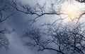 Bare branches of the tree in nature. Royalty Free Stock Photo