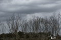 Bare branches of the tree in nature. Royalty Free Stock Photo