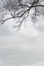 Bare branches of the tree in nature. Royalty Free Stock Photo