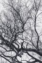 Bare branches of the tree in nature. Royalty Free Stock Photo