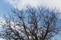 Bare branches of a tree in nature Royalty Free Stock Photo