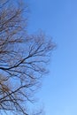 Bare branches of tree over blue sky