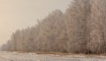 Bare branches of a tree in the snow at dawn in winter