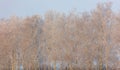 Bare branches of a tree in the snow at dawn in winter