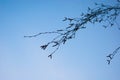 Bare branches of a tree with swollen buds against the blue clear sky. Spring Royalty Free Stock Photo