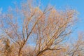 Bare branches and tree trunks against the blue sky Royalty Free Stock Photo