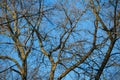 Bare branches and tree trunks against a blue sky Royalty Free Stock Photo