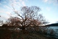 Lonely bald tree on pebble beach in winter at daybreak