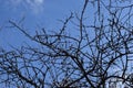 Bare Branches Of Trees Against A Blue Sky With Clouds. Autumn Sky