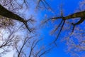 Bare Branches of Trees Against Sky