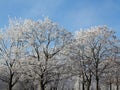 Bare branches of the trees covered with frost Royalty Free Stock Photo