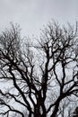 Bare branches of trees without leaves in silhouette against sky. Autumn tree branches. Background from depressive branches of Royalty Free Stock Photo