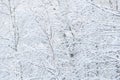 Bare branches of trees without leaves. Snow and frost on bushes in forest Royalty Free Stock Photo