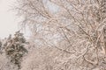 Bare branches of trees without leaves Royalty Free Stock Photo