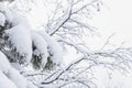 Bare branches of trees without leaves. Snow and frost on bushes in winter Royalty Free Stock Photo